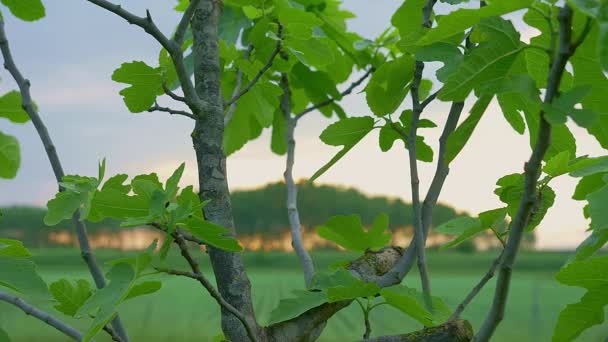緑のカエデの葉このストックフィルムは公園内のいくつかの緑のカエデの葉のクローズアップショップを備えています — ストック動画