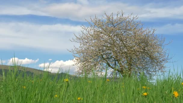 Wiese Mit Gras Ist Ein Wunderbares Stock Video Das Aufnahmen — Stockvideo