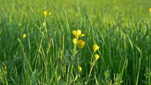 Güzel Meadow Flowers Rüzgarda Sallanan Yeşil Çimenli Sarı Çiçekli Bir — Stok video