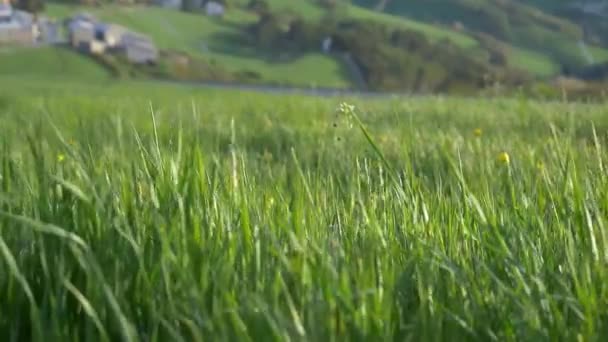 Green Grass Stok Videosu Yeşil Çimlerin Üzerinde Sarı Çiçeklerle Gösterildiği — Stok video