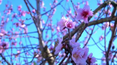 Cherry Blossoms stok videosu, doğadaki bir çatı gibi birbirine doğru uzanan ağaç dallarında kiraz çiçeklerinin sergilendiği inanılmaz bir video. Bu 3840x2160 görüntüsü doğayla ilgili her projede kullanılabilir..