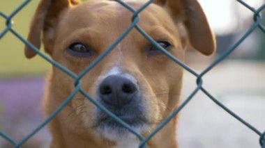 Üzgün Köpek, bir kafeste esir tutulurken çevresine bakan melankolik bir köpeğin görüntülerini gösteren inanılmaz bir stok videosu. Bu 1920x1080 (Hd) görüntülerini hayvanlarla ilgili her projede kullanabilirsiniz.