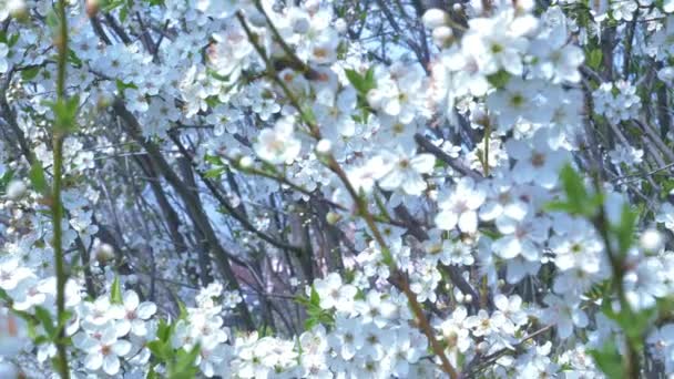 Beyaz Kiraz Çiçekleri Stok Videosu Beyaz Çiçeklerle Çiçek Açan Kiraz — Stok video