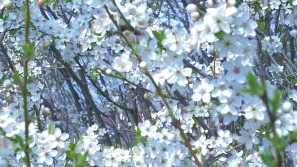 Vita Körsbär Blommor Stock Video Utmärkt Bit Video Som Har — Stockvideo