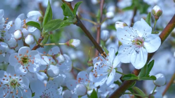 Video Stock White Cherry Flowers Una Excelente Pieza Video Que — Vídeos de Stock