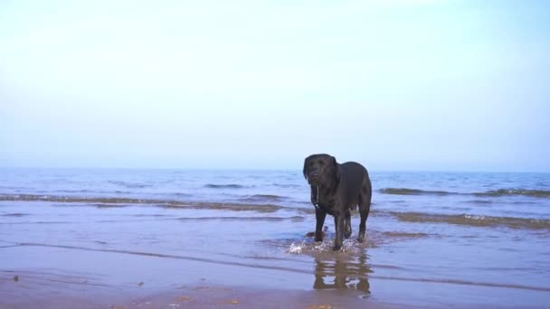 Black Dog Beach Video Klibi Yavaş Çekimde Plajda Koşan Siyah — Stok video