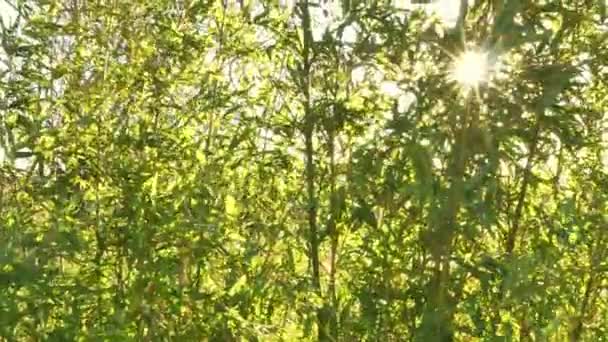 Green Bamboo Відеокліп Який Містить Чудові Кадри Світла Світяться Через — стокове відео