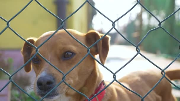 Sad Dog Vídeo Estoque Impressionante Que Consiste Imagens Cão Triste — Vídeo de Stock