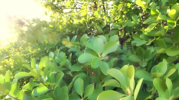 Green Leaves Stock Video Excellent Footage Clip Shows Pan Shot — Stock Video