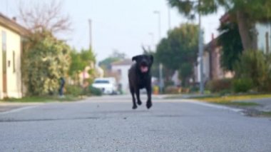 Black Labrador stok videosu, bir yerleşim bölgesinde ağır çekimde çalışan siyah bir Labrador 'un görüntülerinin yer aldığı mükemmel bir görüntü. Bu 1920x1080 (Hd) görüntüsü hayvanlarla ilgili her projede kullanılabilir.