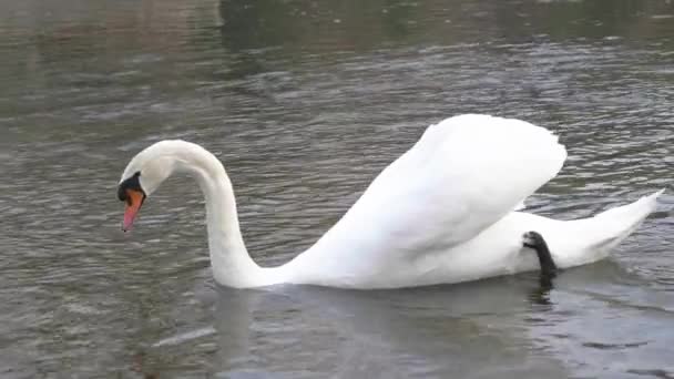 Un beau cygne est une excellente vidéo de stock qui montre des images d'un superbe cygne nageant dans l'eau par un après-midi frais. Il utilise ses jambes pour manœuvrer son corps sur l'eau. Quelle vue délicieuse c'est !