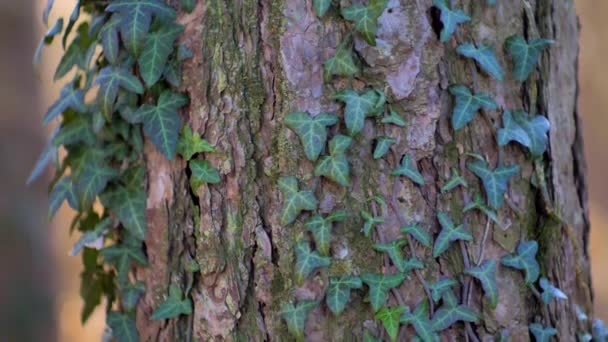 의나무는 아름다운 나무의 줄기가 아이비 덩굴로 뒤덮인 놀라운 사진을 특징으로 — 비디오
