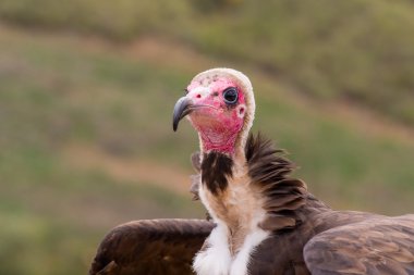 Kukuletalı akbaba (Necrosyrtes monachus) portre