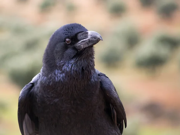 Common crow (Corvus corax) portrait — Stock fotografie