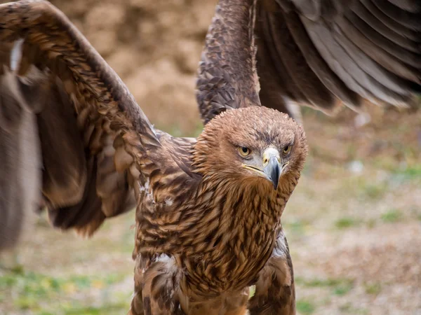 Kartal kapatmak dikey — Stok fotoğraf