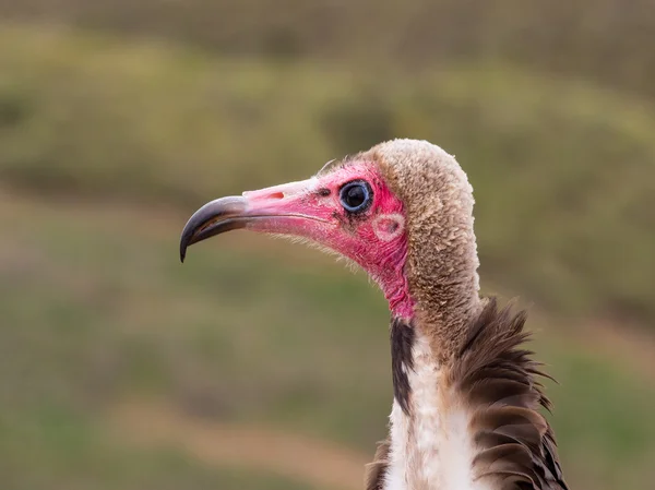Hooded vulture (Necrosyrtes monachus) portrait — ストック写真