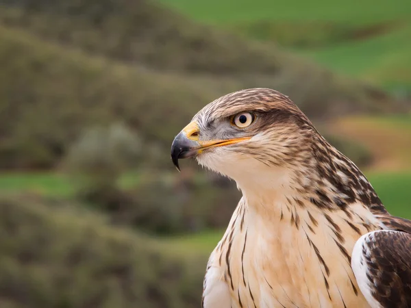 Ferruginous şahin raptor yakın portre 