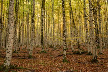 Ormanda sonbahar ağaçları