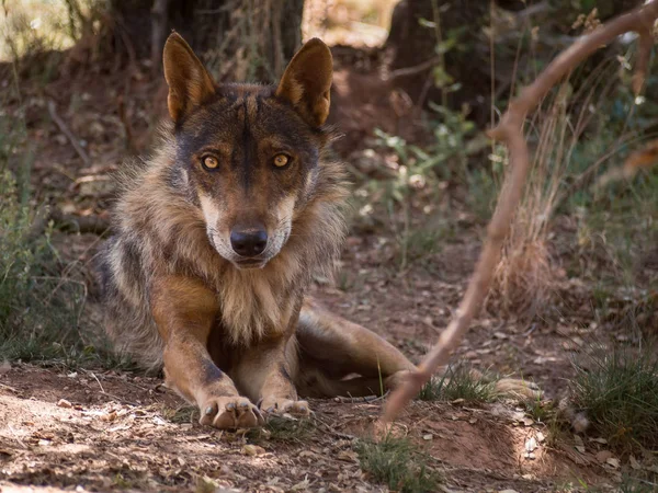 Iberische wolf liggend in het bos — Stockfoto