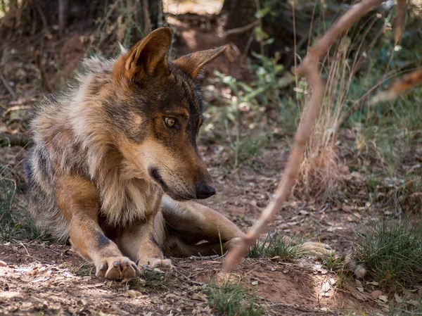 Ιβηρικού λύκου ξαπλωμένη στο δάσος — Φωτογραφία Αρχείου