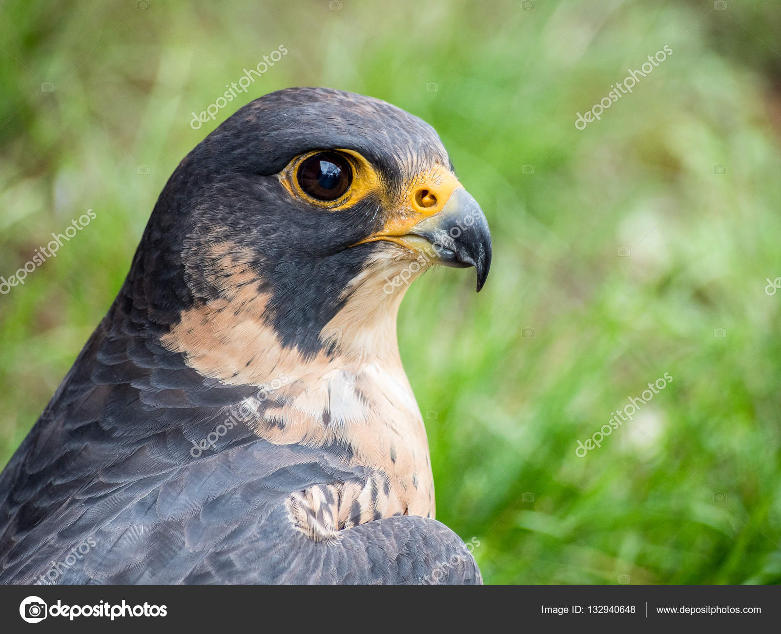 Ritratto Di Falco Pellegrino Falco Peregrinus Foto Stock