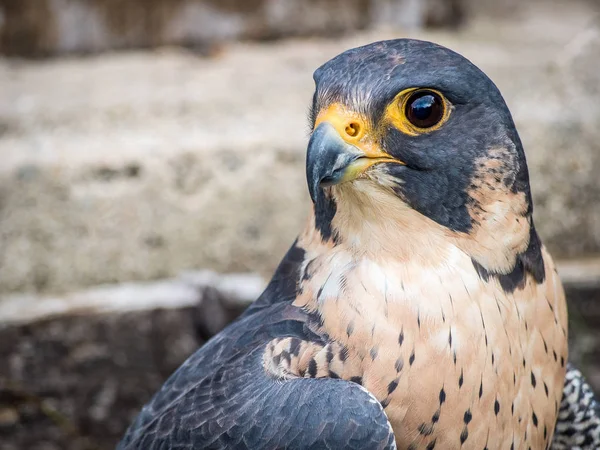 Retrato de halcón peregrino (Falco peregrinus ) — Foto de Stock