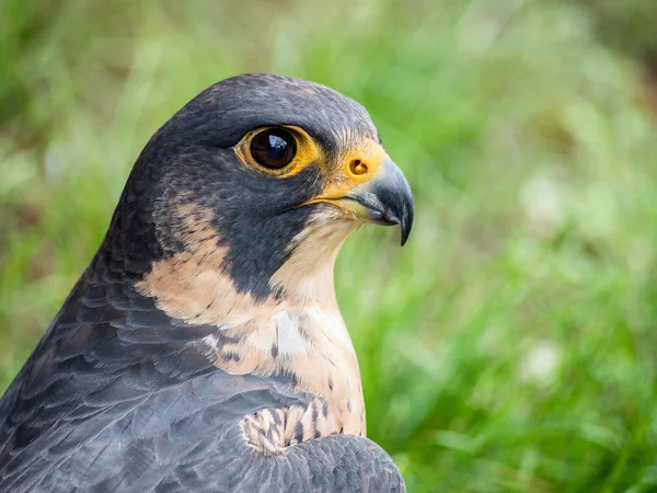 Retrato de halcón peregrino (Falco peregrinus ) — Foto de Stock