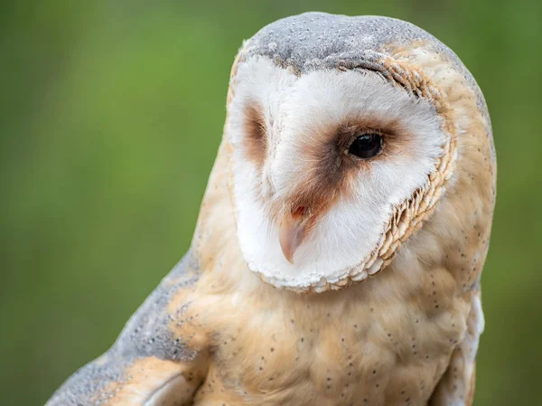 Schleiereule nach oben Portrait (tyto alba) — Stockfoto