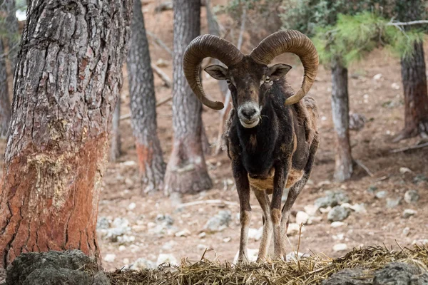 İber kunduzdan oluşur (Ovis orientalis musimon) — Stok fotoğraf