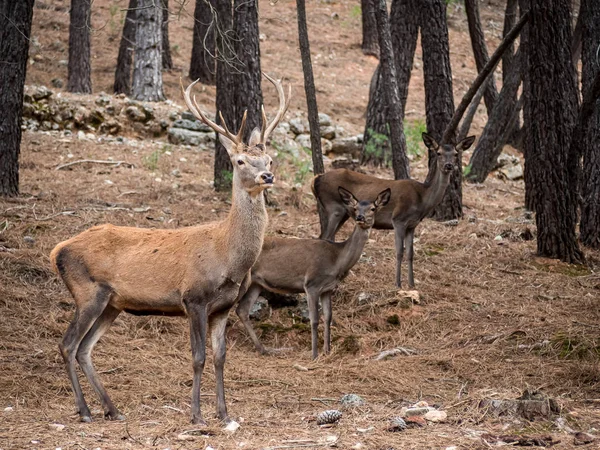 Male reed deer (Cervus elaphus) with two female deer in the fore — Stock Photo, Image