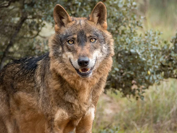 Retrato de lobo ibérico (Canis lupus signatus ) — Foto de Stock