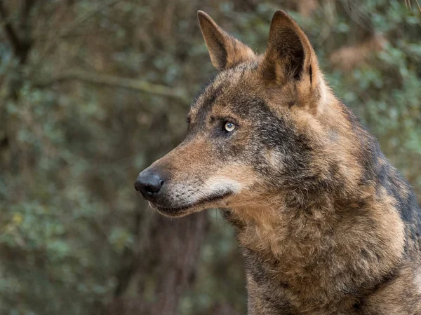 Πορτρέτο του ιβηρικού λύκου (Canis lupus signatus) — Φωτογραφία Αρχείου