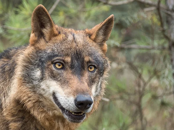 Πορτρέτο του ιβηρικού λύκου (Canis lupus signatus) — Φωτογραφία Αρχείου