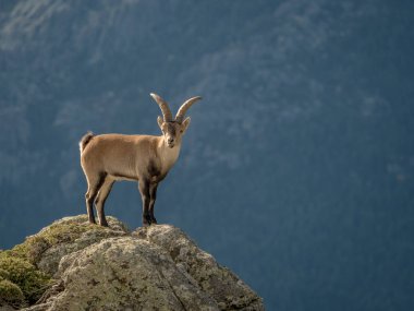 Alpine ibex male on the top of the mountain clipart