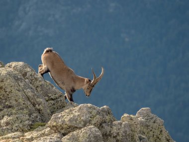 Alp dağ keçisi erkek dağın zirvesine yürüyüş