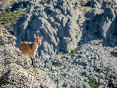 Alp dağ keçisi erkek üst kısmında Kurtlar Vadisi