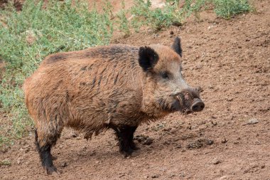 Yaban domuzu yetiştirilip bir ortamda