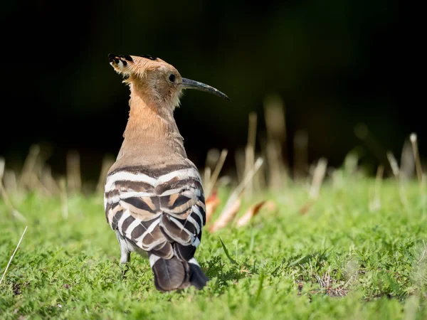 Eeurasian härfågeln (Upupa epops) på gräset — Stockfoto