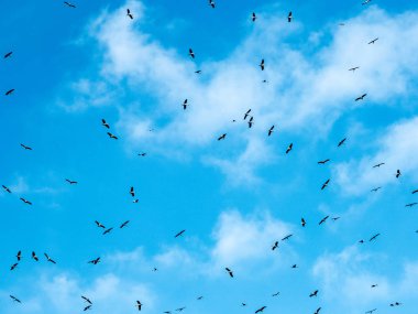 Gökyüzüne karşı uçan leylek sürü