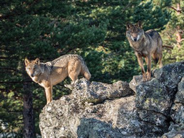 İber kurt (Canis lupus signatus) bir kaya üzerinde birkaç