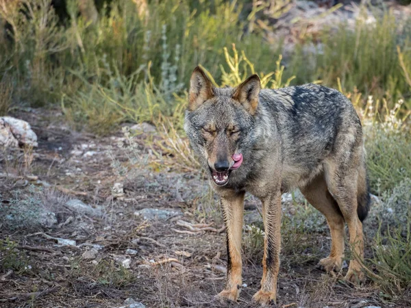 Ibérica lobo fêmea bocejando e lambendo-se — Fotografia de Stock