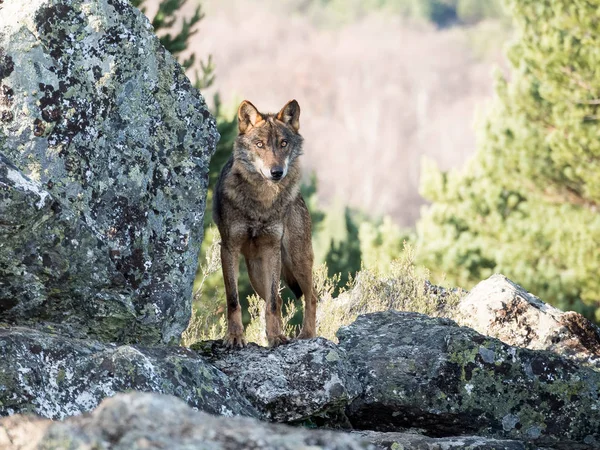Iberisk ulv (Canis lupus signatus) over en bergart – stockfoto