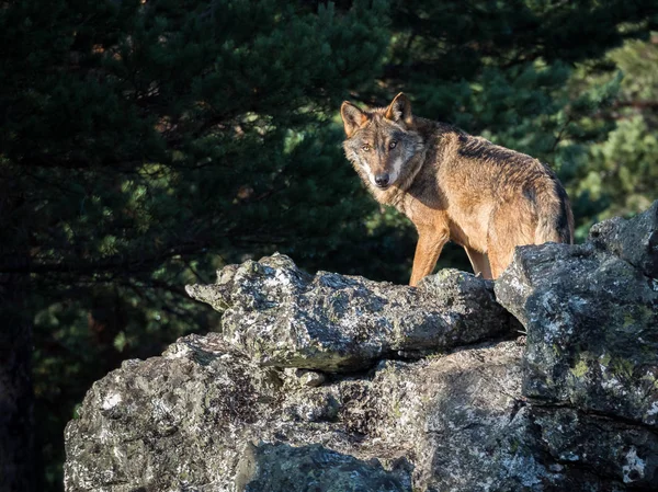 イベリア オオカミ (Canis lupus signatus) 岩の上 — ストック写真