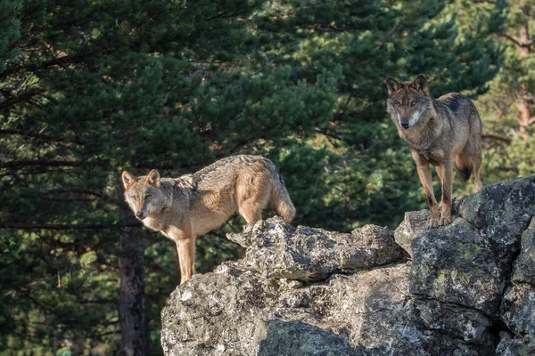 Couple de loups ibériques (Canis lupus signatus) sur un rocher — Photo