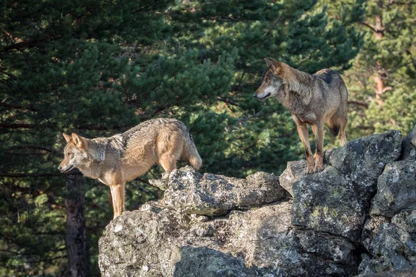 Pareja de lobos ibéricos (Canis lupus signatus) sobre una roca —  Fotos de Stock