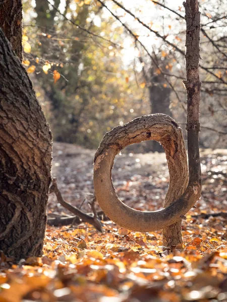 Bent tree in the forest in autumn