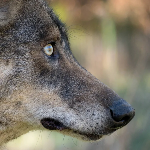 Detalhe de uma cabeça de lobo ibérico (Canis lupus signatus) — Fotografia de Stock