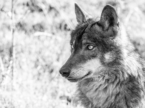 Yaz aylarında İber kurt (Canis lupus signatus) — Stok fotoğraf