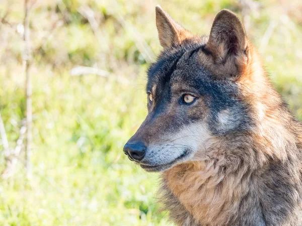 Iberische wolf (Canis lupus signatus) in de zomer — Stockfoto