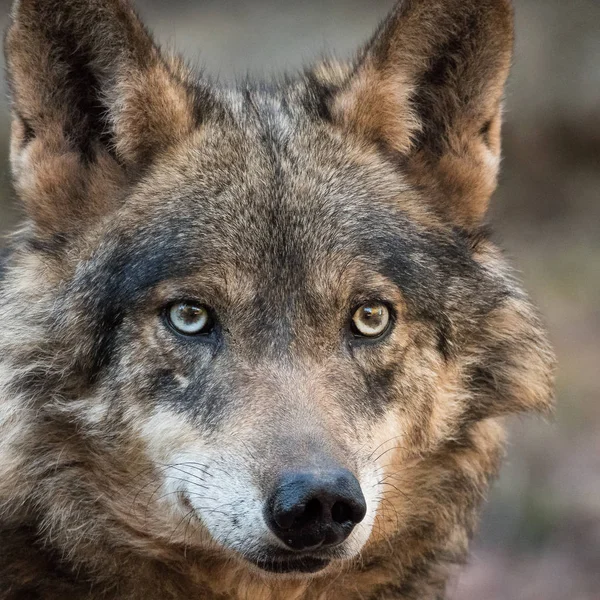 Mulher de lobo ibérico (Canis lupus signatus ) — Fotografia de Stock